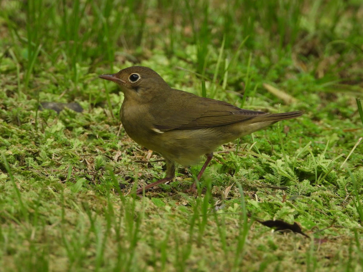 Connecticut Warbler - Ana Maria Monge Ortiz