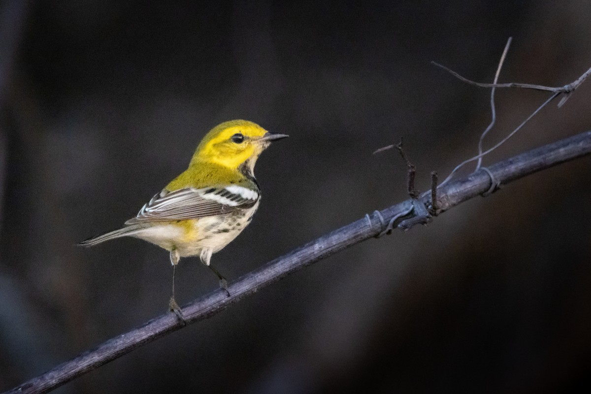 Black-throated Green Warbler - ML612380092