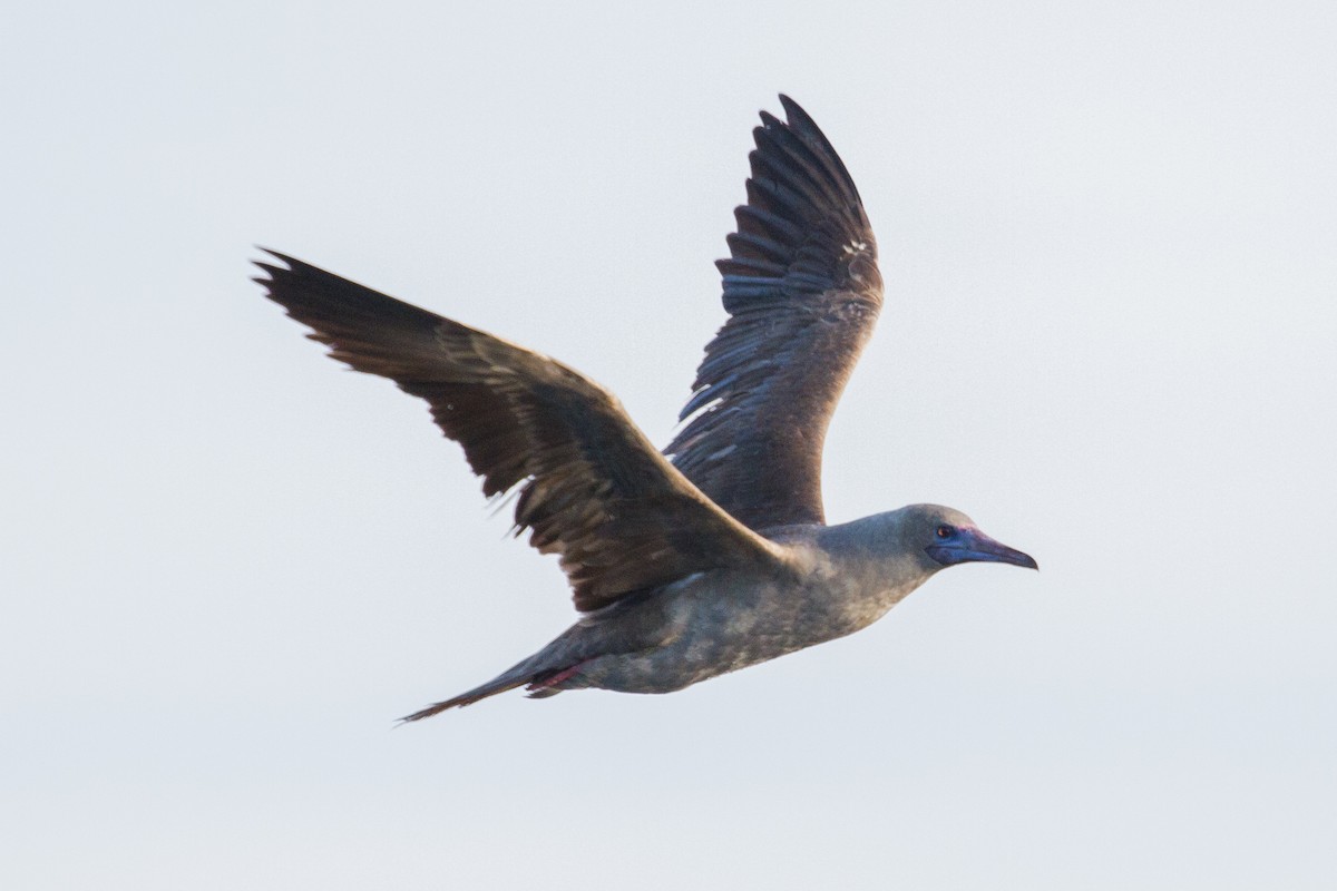 Red-footed Booby - ML612380095