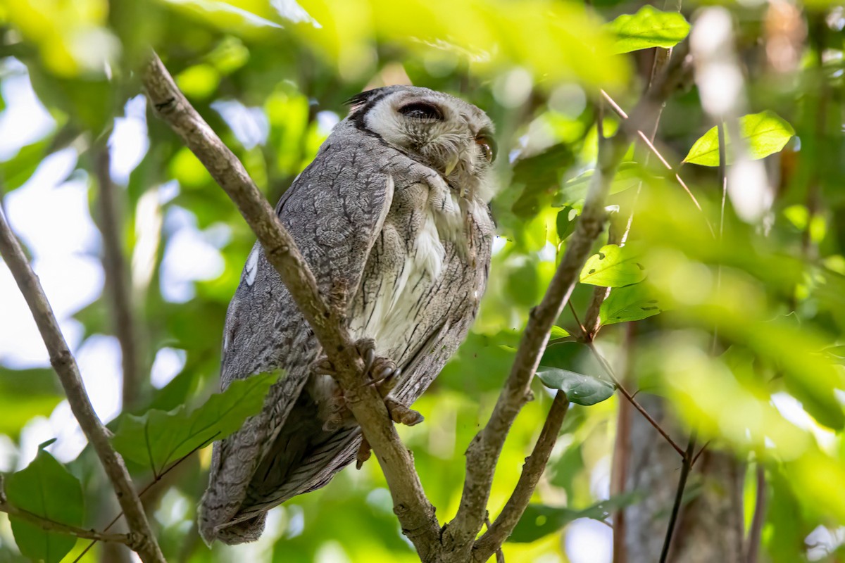 Northern White-faced Owl - ML612380120