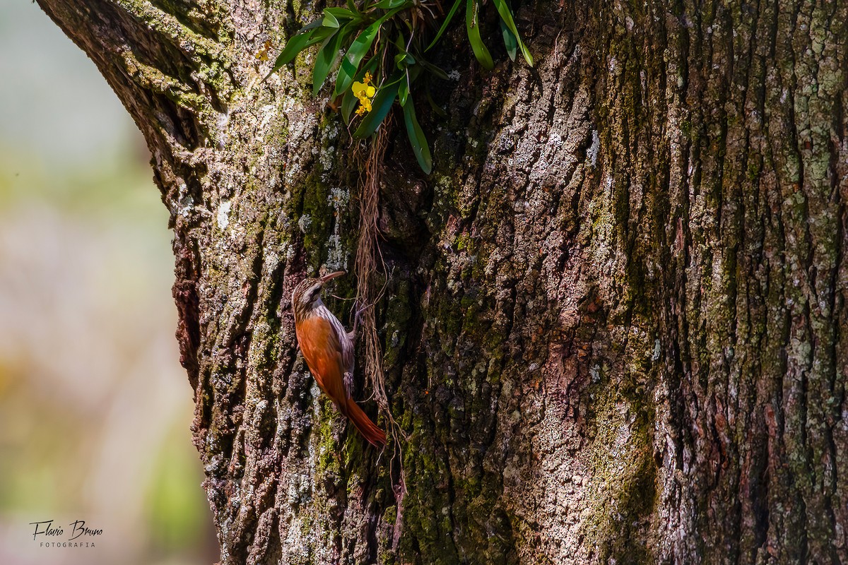 Narrow-billed Woodcreeper - ML612380168