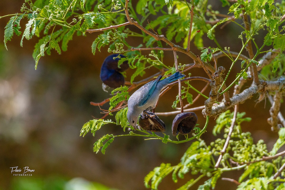 Sayaca Tanager - ML612380176