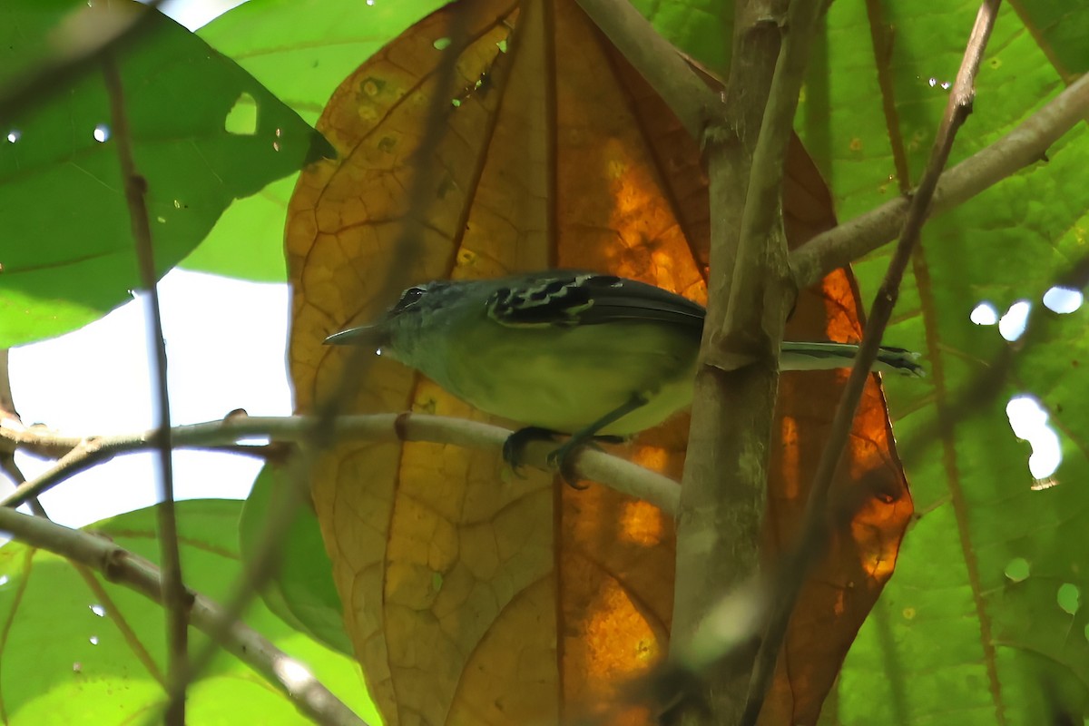 Yellow-breasted Antwren - Russ Ruffing