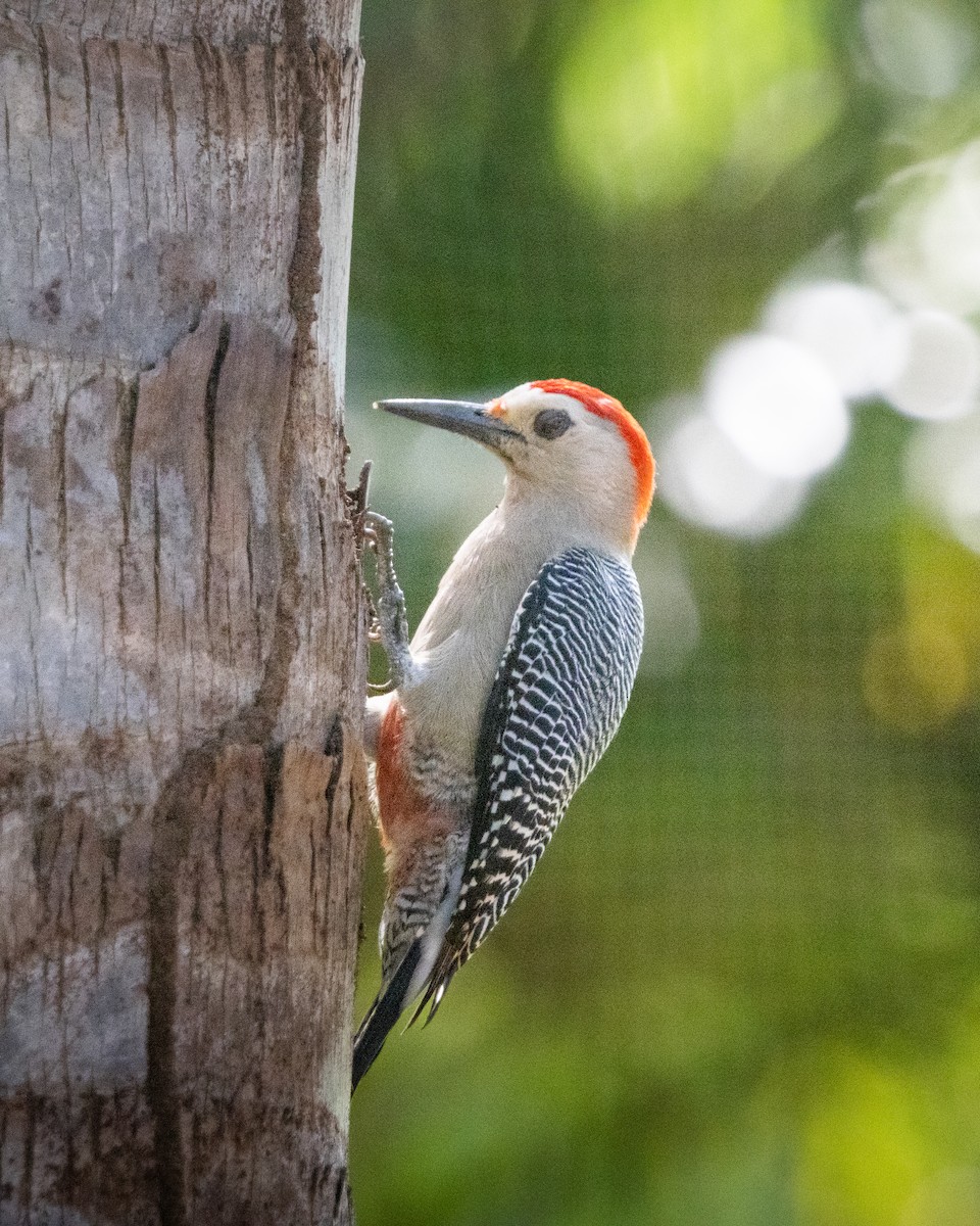 Golden-fronted Woodpecker (Velasquez's) - ML612380180