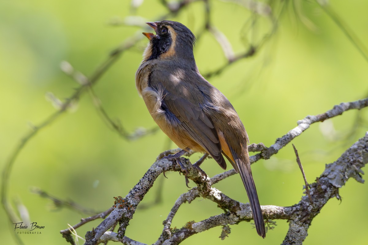 Golden-billed Saltator - ML612380185