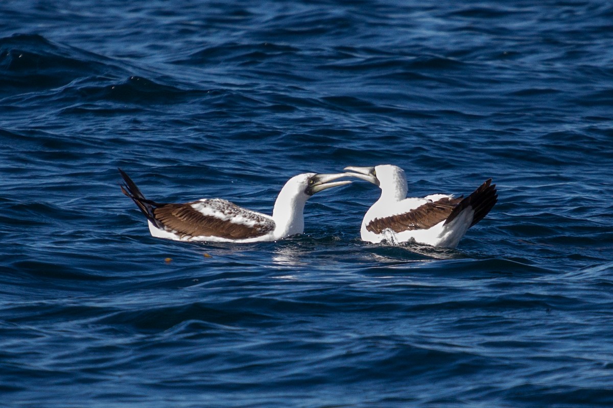 Masked Booby - ML612380209