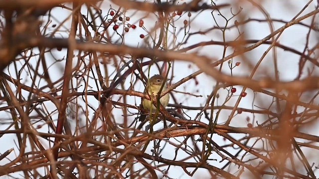 Braunaugenvireo (bellii/medius) - ML612380228