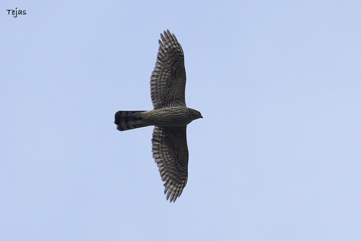 Eurasian Goshawk - tejas k rao