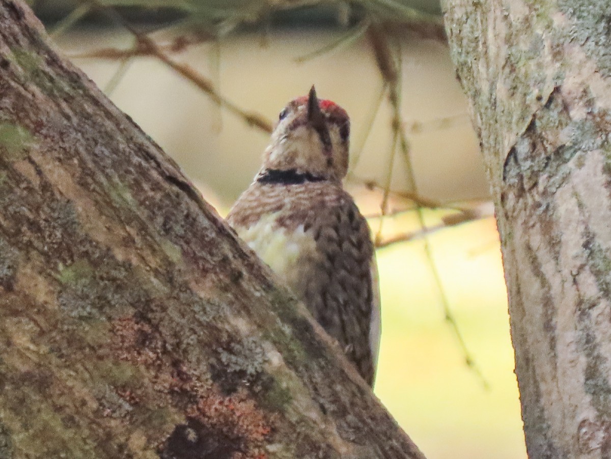 Yellow-bellied Sapsucker - ML612380245
