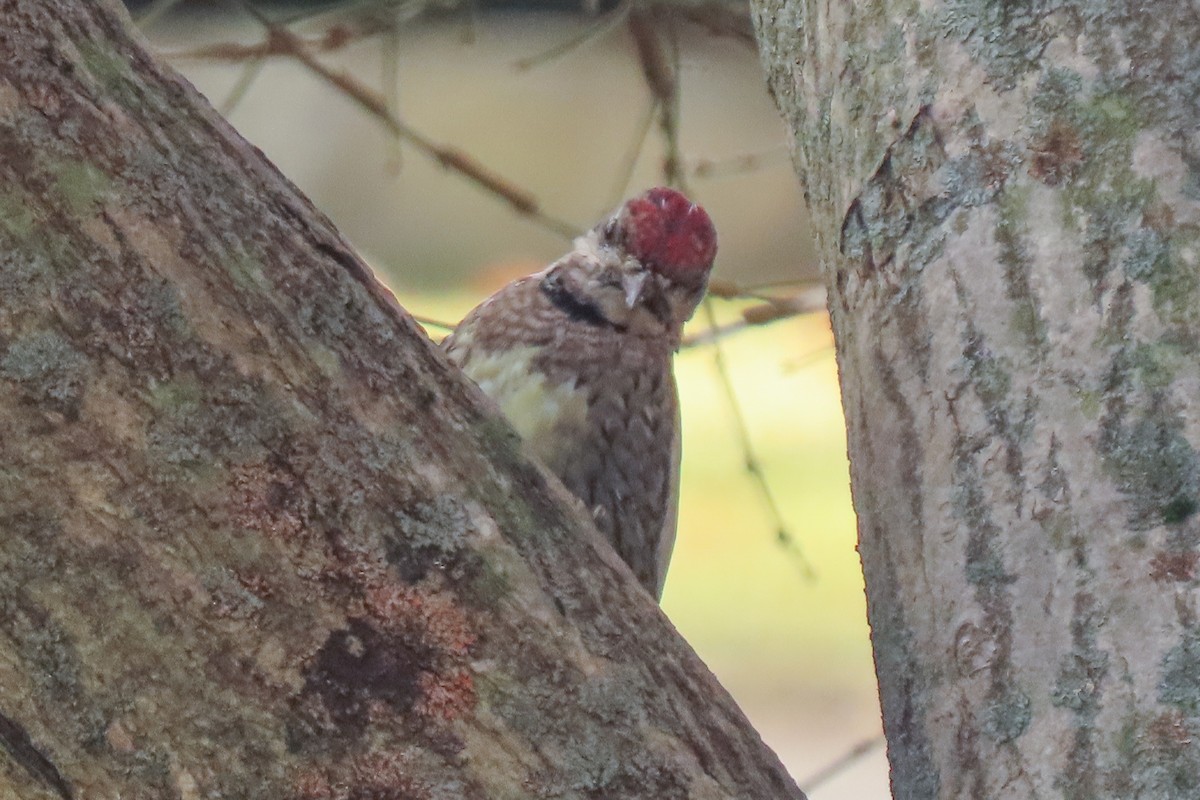 Yellow-bellied Sapsucker - ML612380246