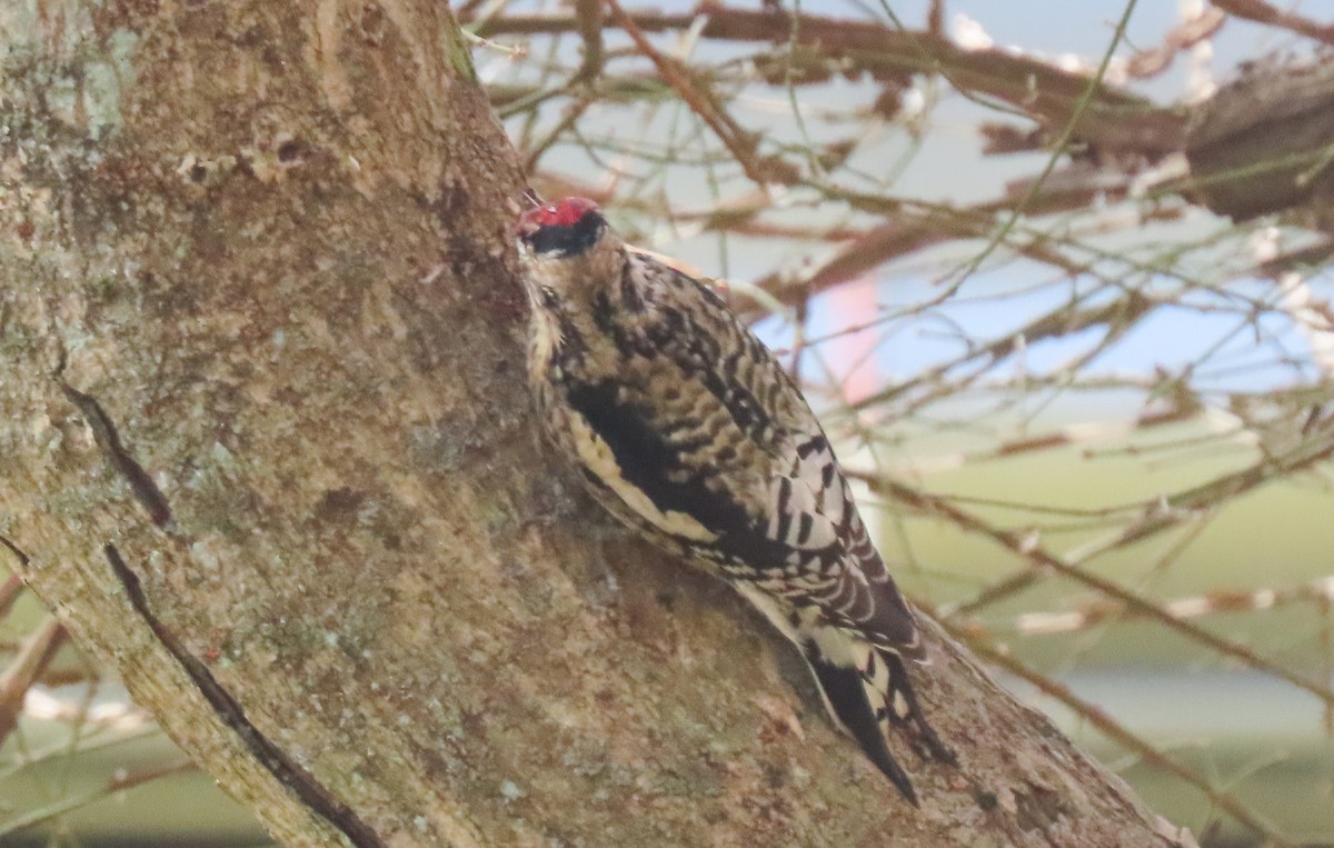 Yellow-bellied Sapsucker - ML612380247