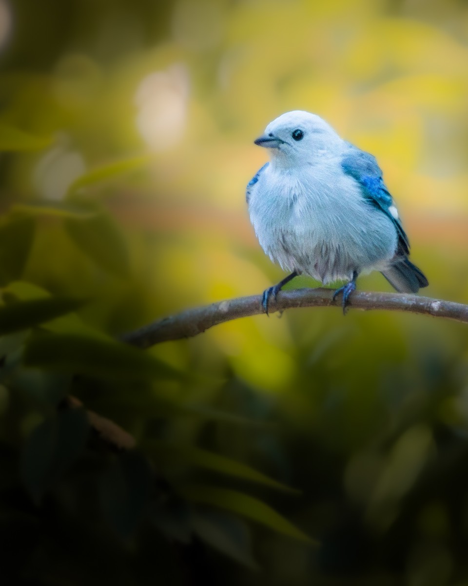 Blue-gray Tanager - ML612380265