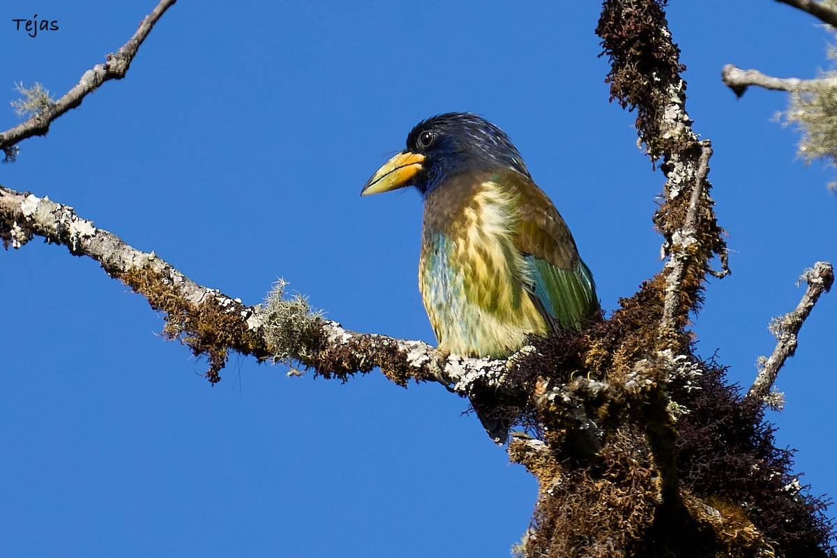 Great Barbet - ML612380292