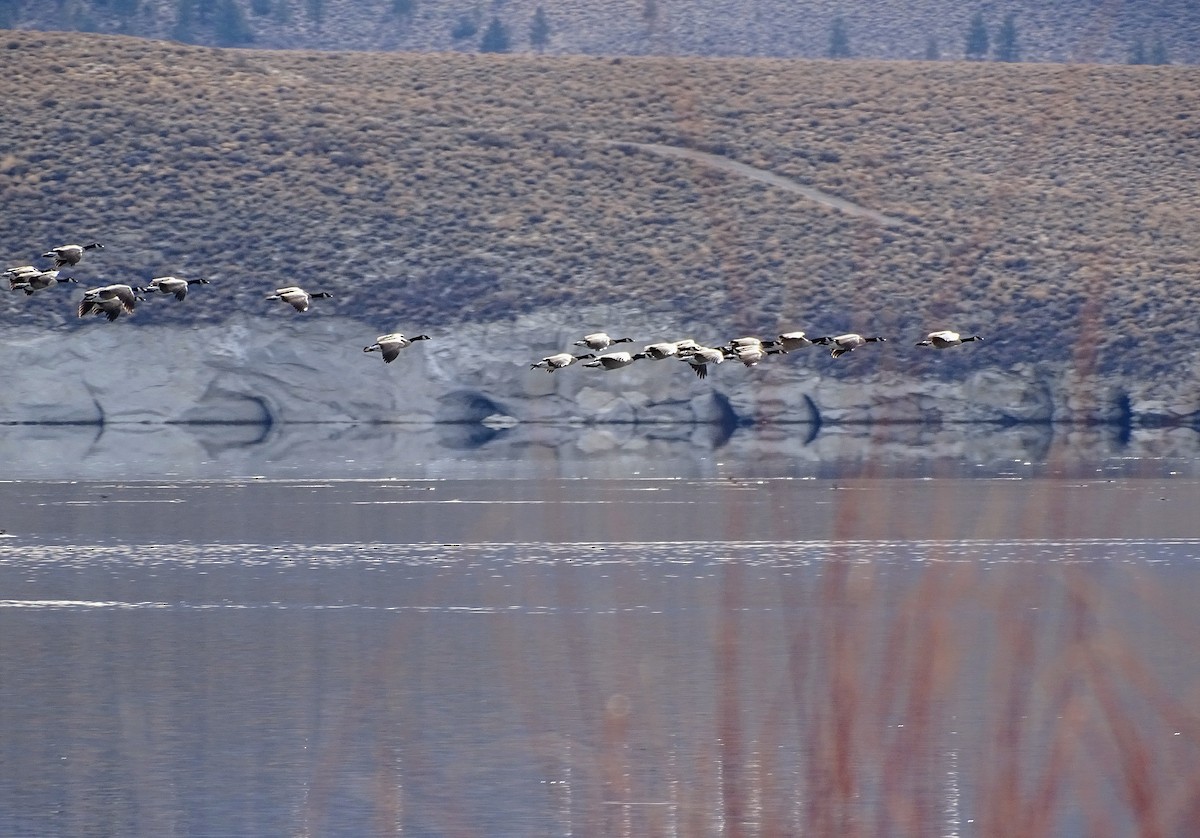 Canada Goose - ML612380312