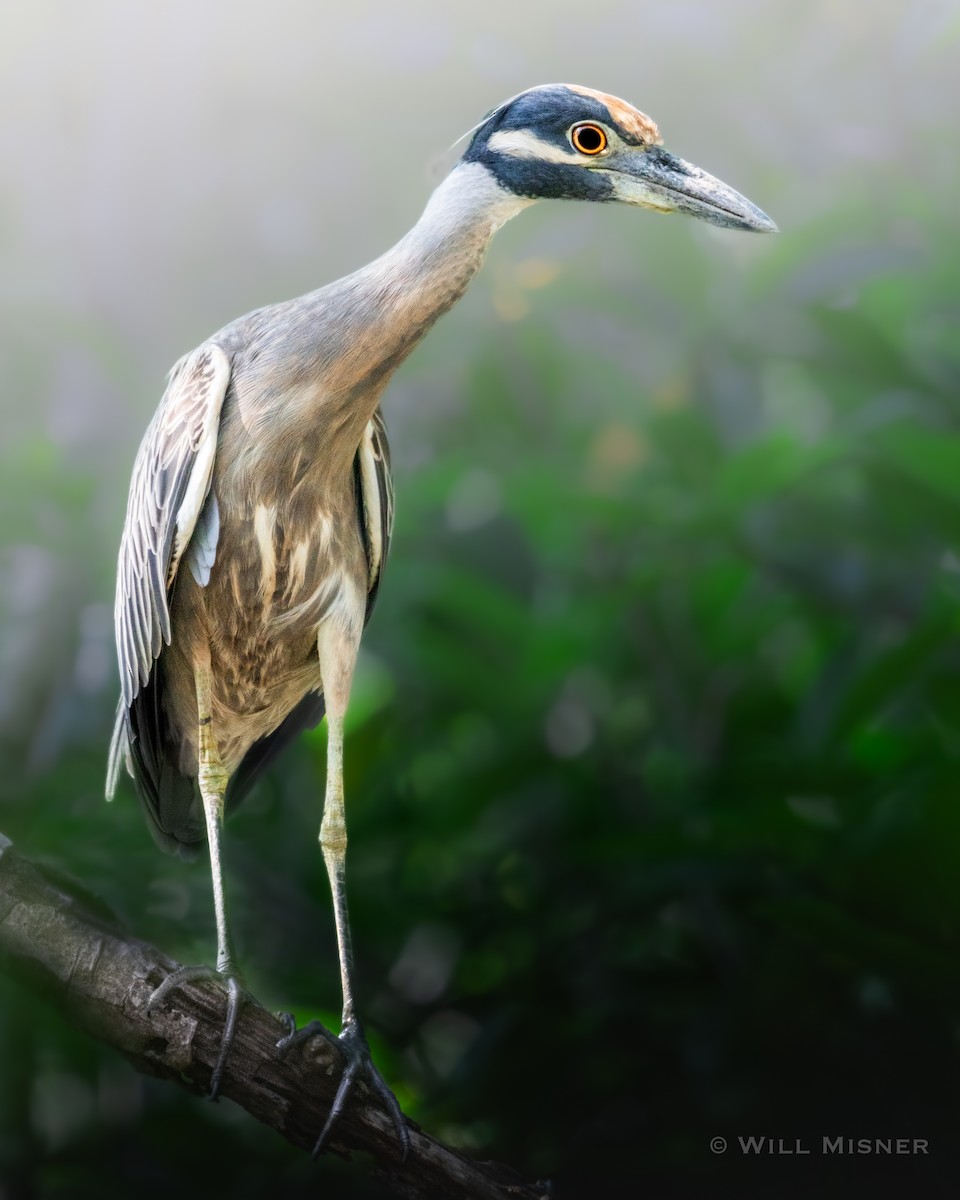 Yellow-crowned Night Heron - ML612380314