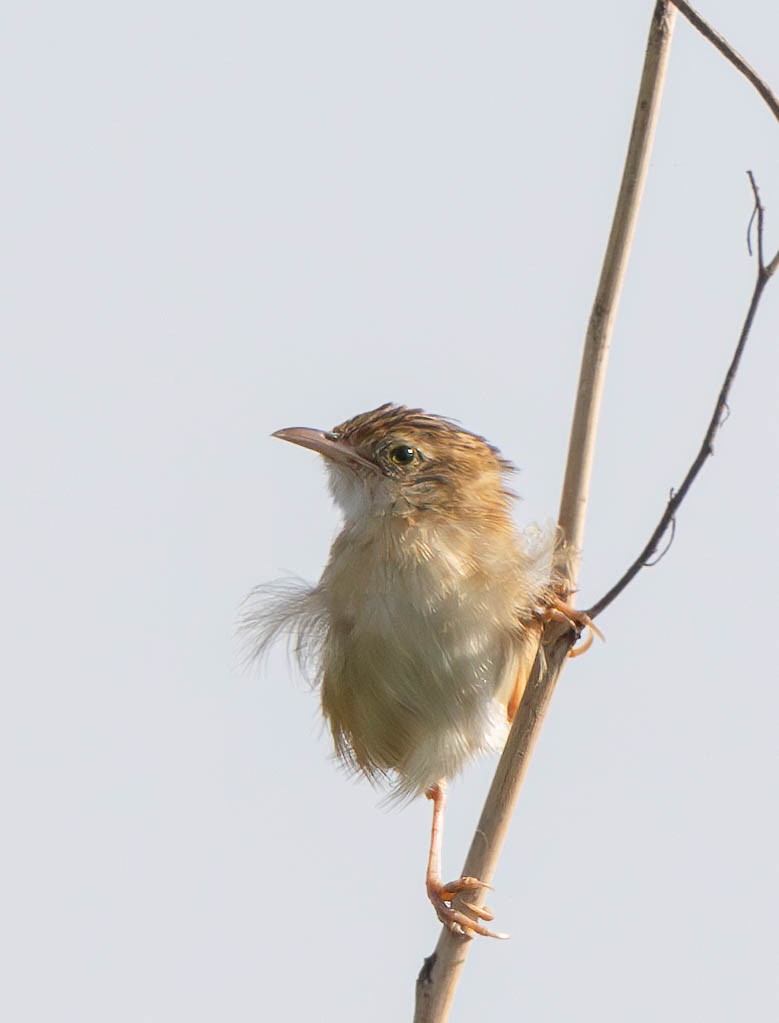 Singing Cisticola - ML612380338