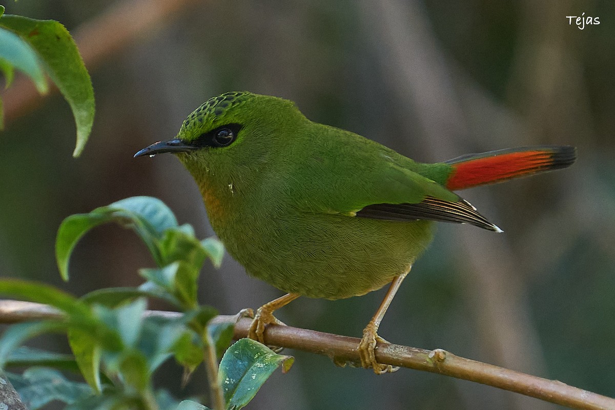 Fire-tailed Myzornis - ML612380349
