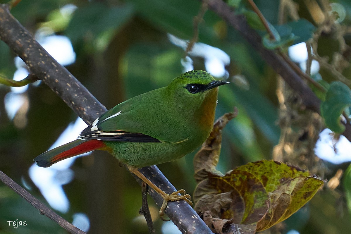 Fire-tailed Myzornis - ML612380350