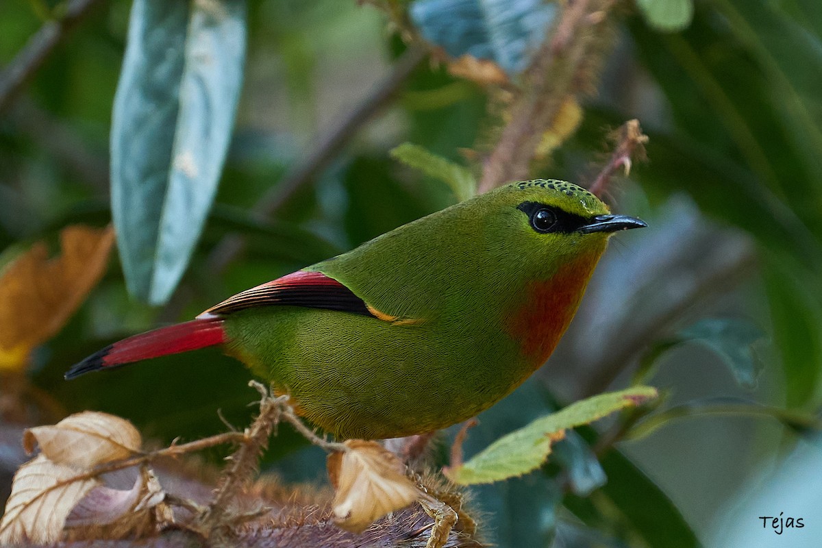 Fire-tailed Myzornis - ML612380352