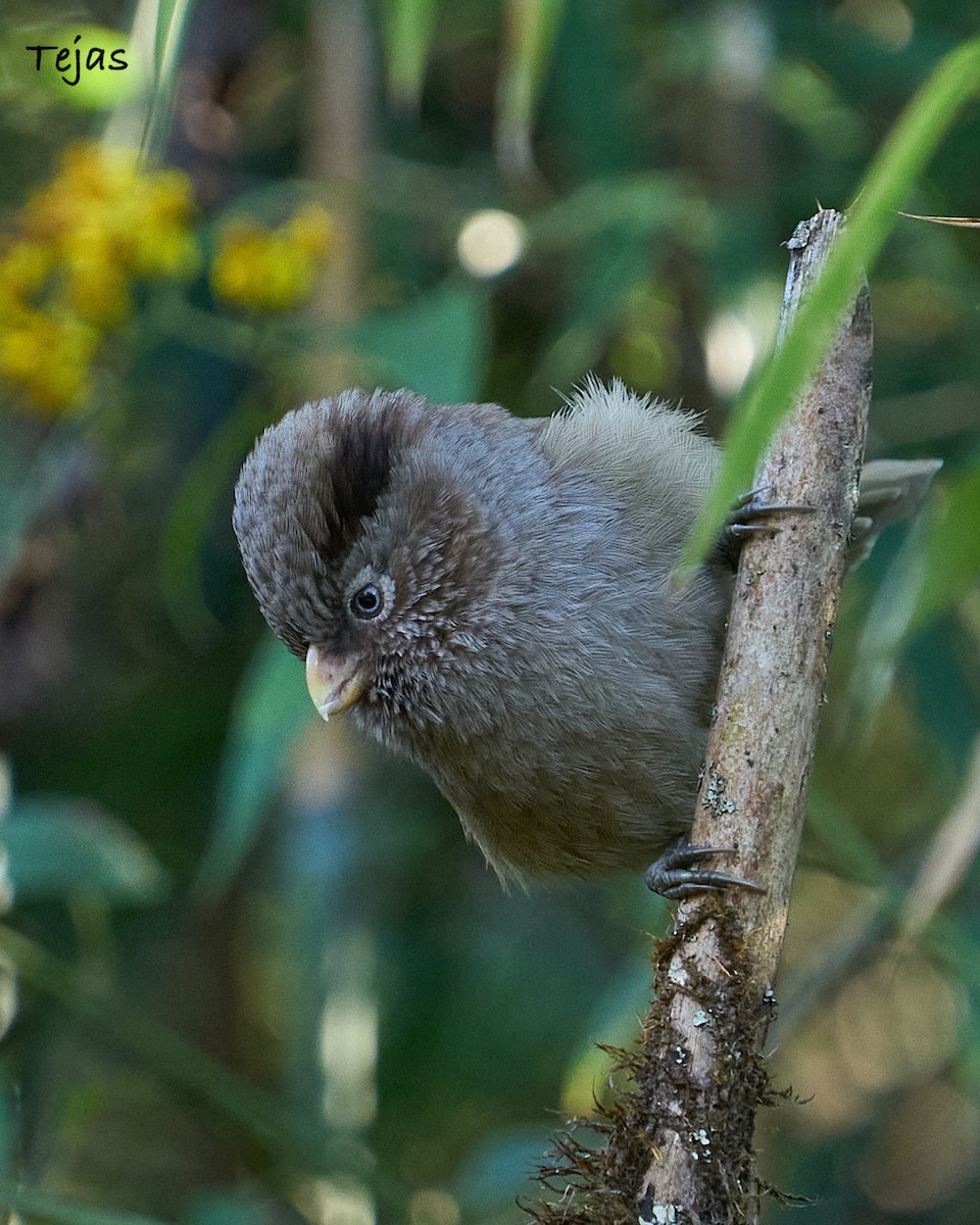 Brown Parrotbill - ML612380356