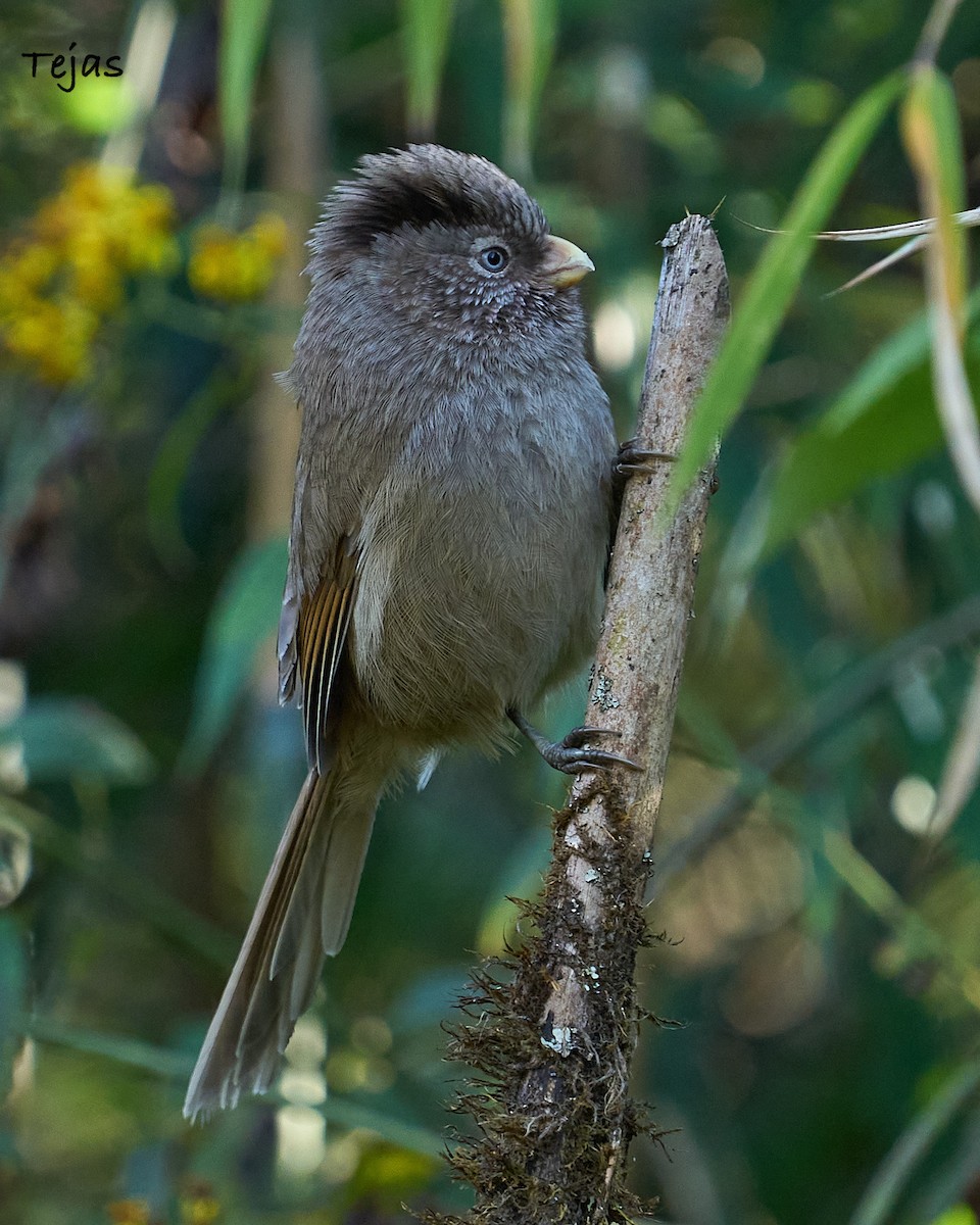 Brown Parrotbill - ML612380359