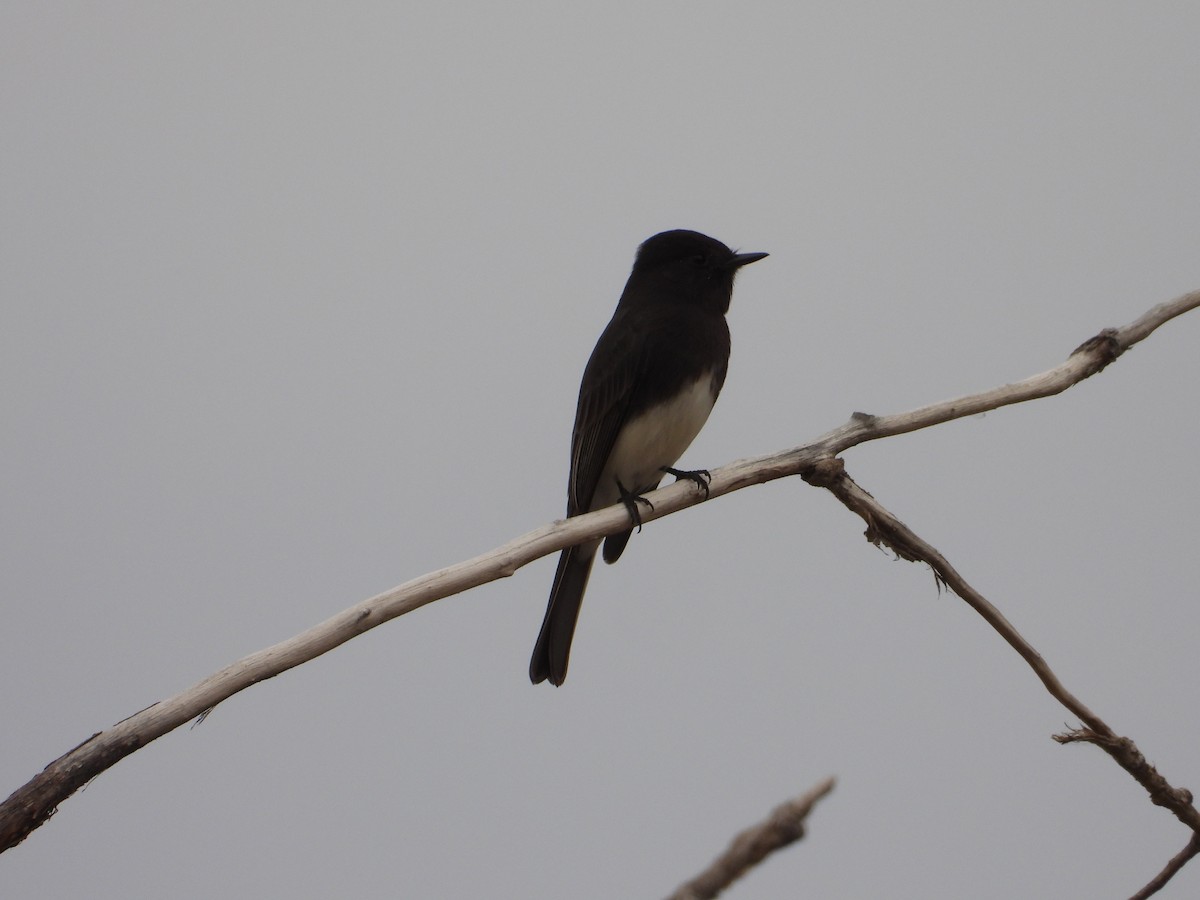 Black Phoebe - ML612380416