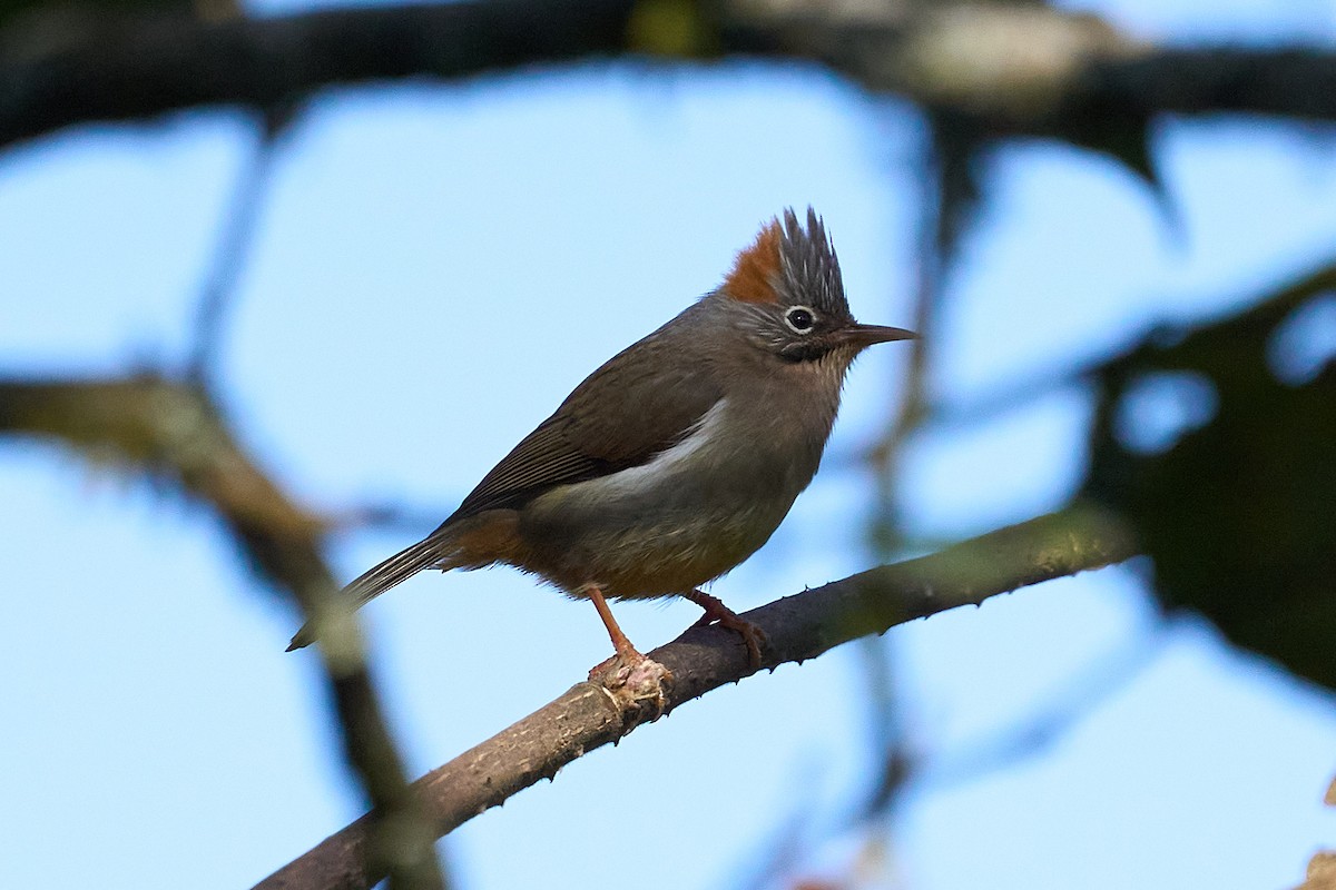 Rufous-vented Yuhina - ML612380424