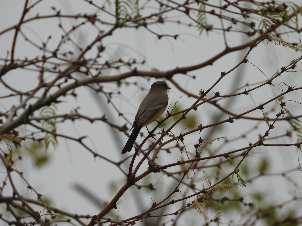 Say's Phoebe - ML612380434