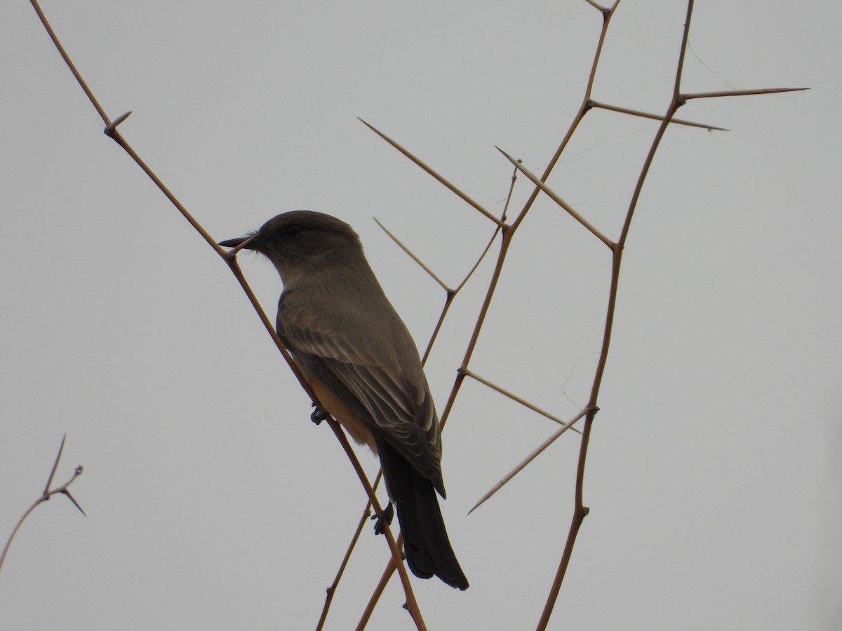 Say's Phoebe - ML612380435