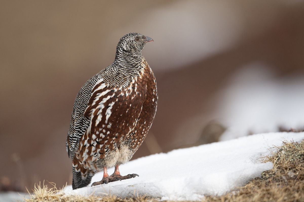 Snow Partridge - ML612380474