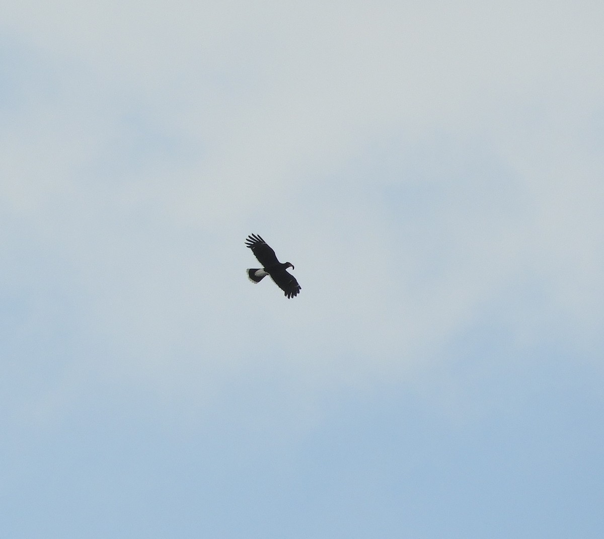 Caracara Carunculado - ML612380506