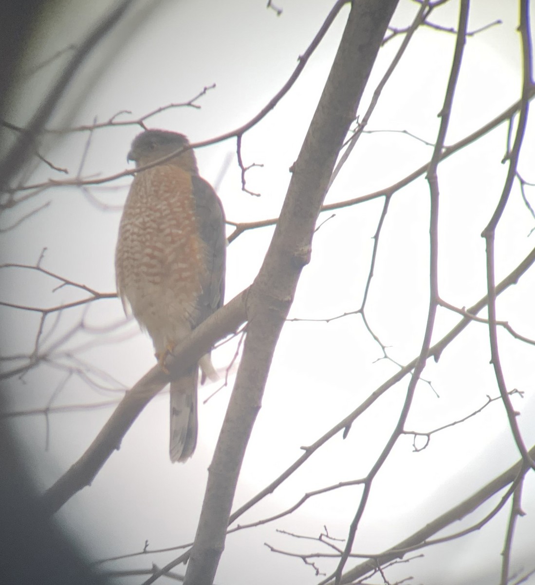 Cooper's Hawk - ML612380526