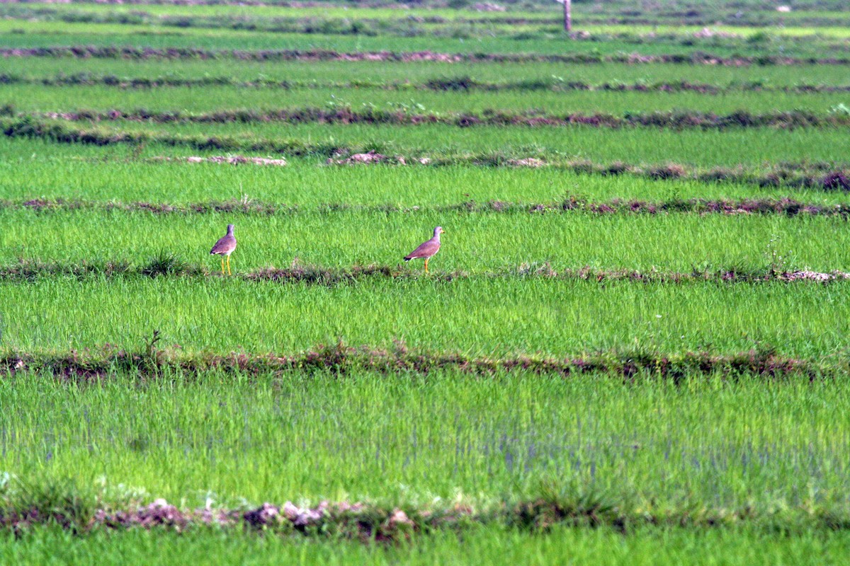 Gray-headed Lapwing - ML612380530