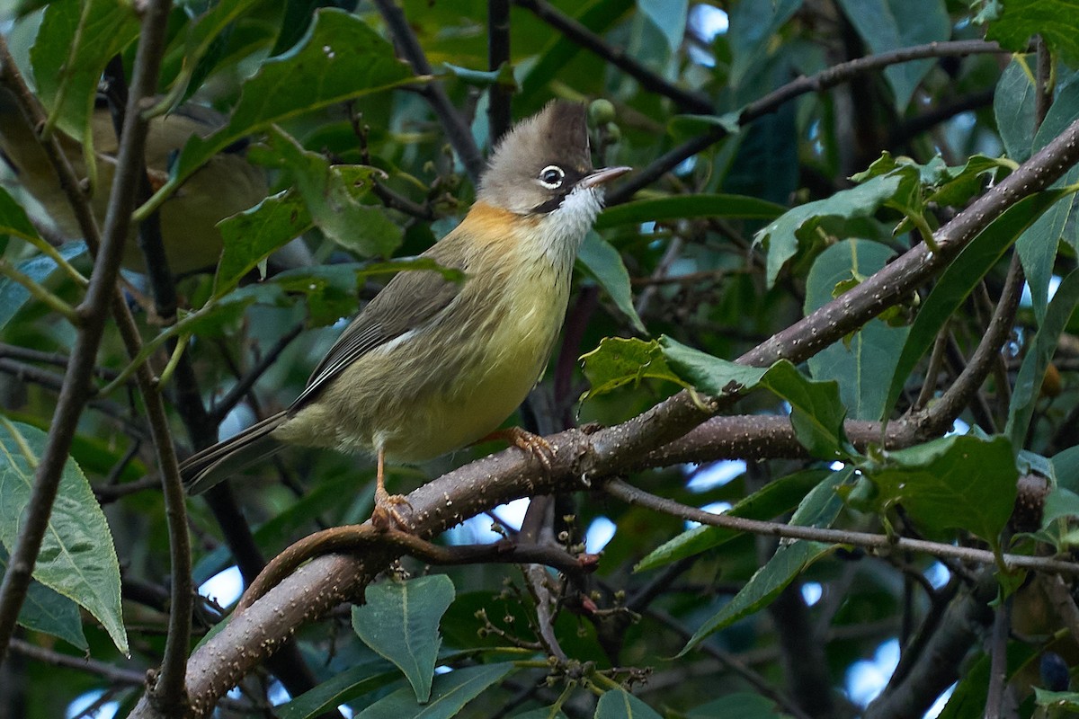 Whiskered Yuhina - ML612380557