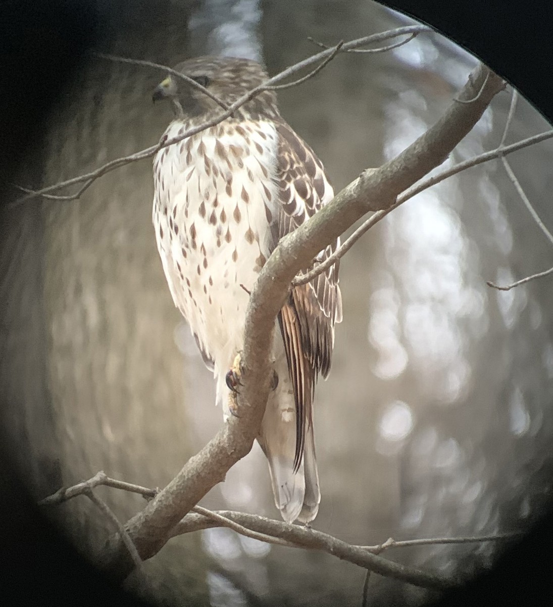 Red-shouldered Hawk - ML612380579