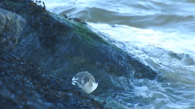 Spotted Sandpiper - ML612380585
