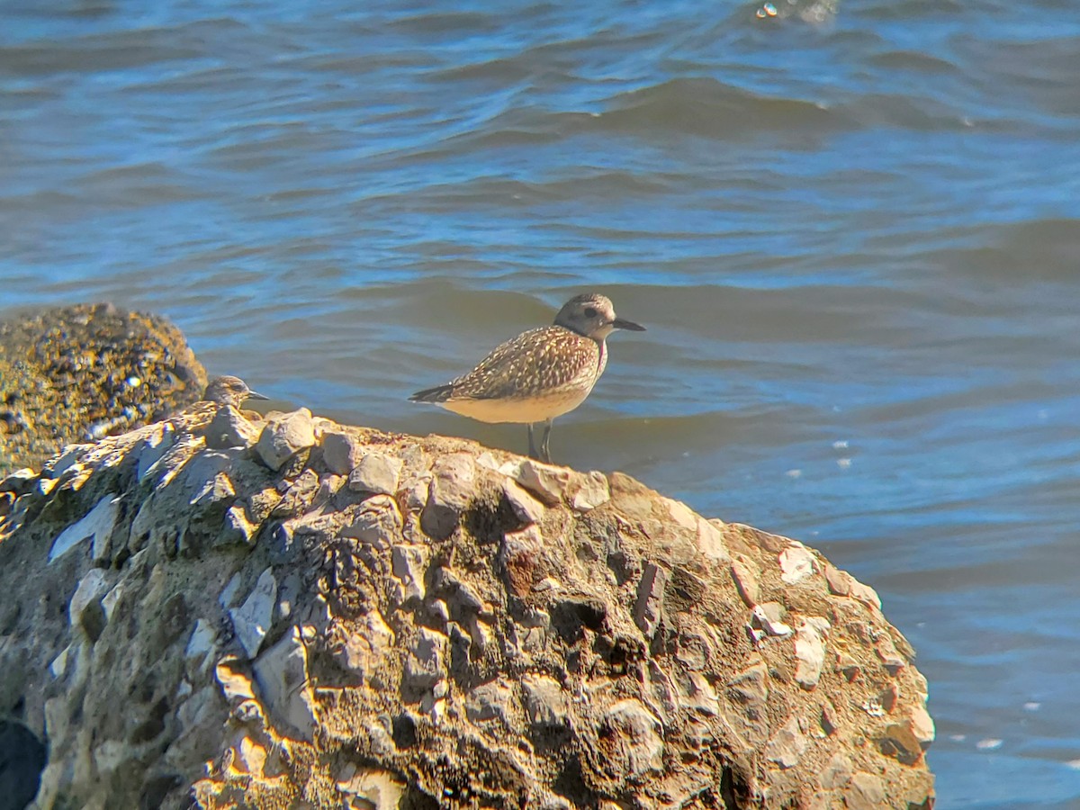 Black-bellied Plover - ML612380609