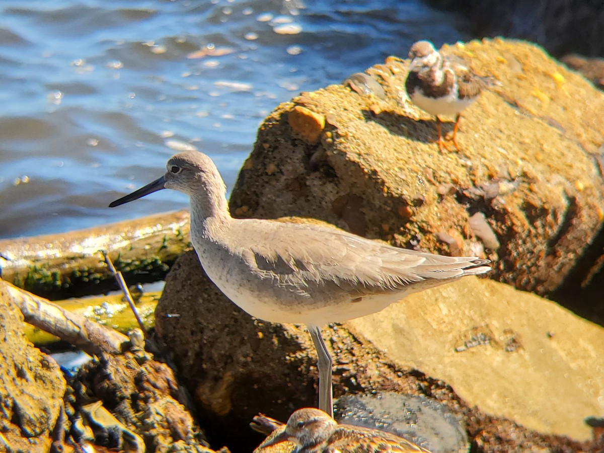 Willet - ML612380638