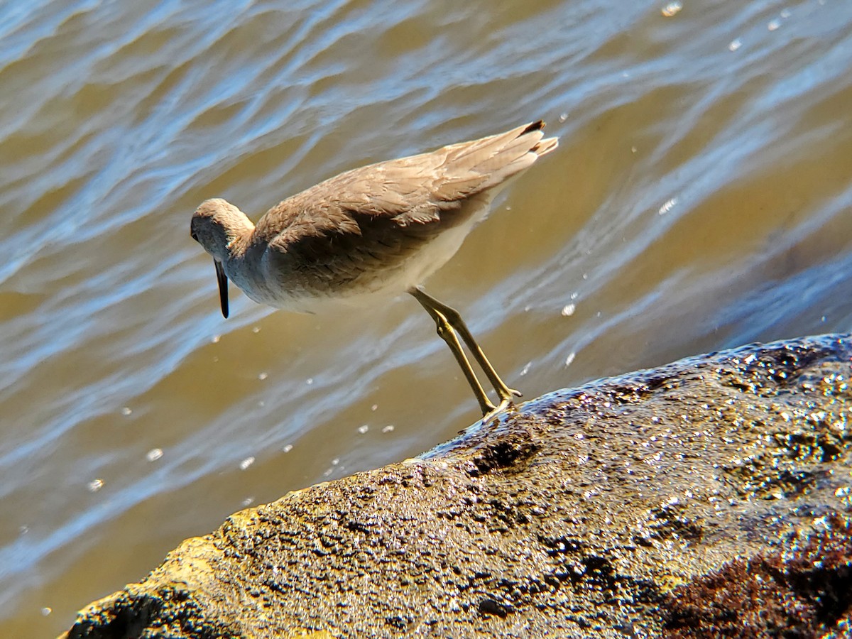 Willet - ML612380639