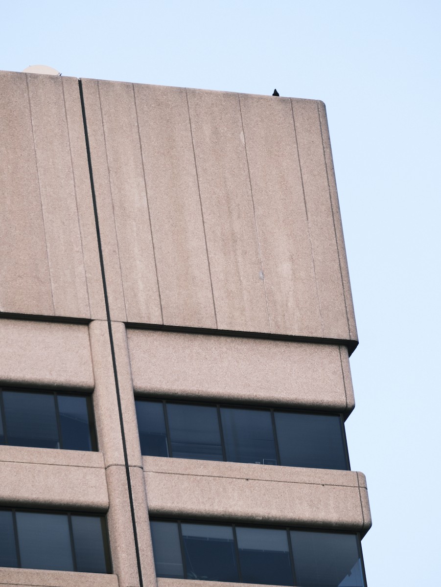 Common Raven - ML612380652