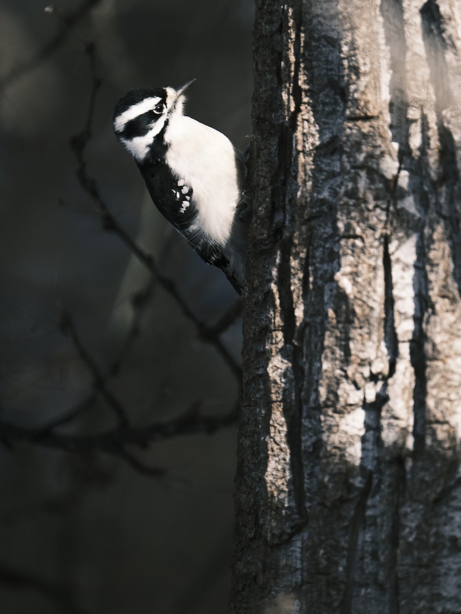 Downy Woodpecker - ML612380691