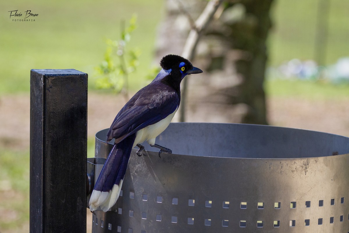 Plush-crested Jay - ML612380703