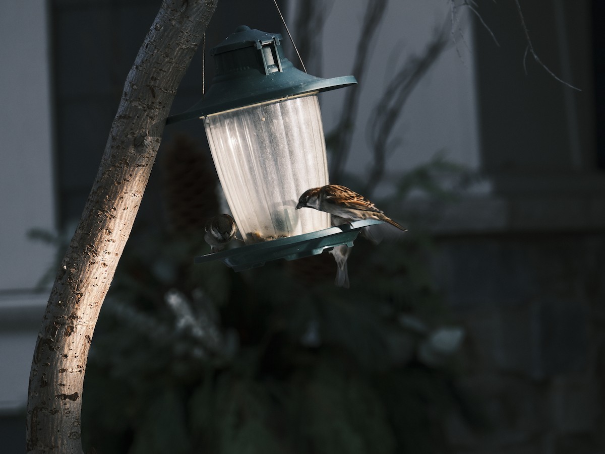 House Sparrow - Matt Wallace