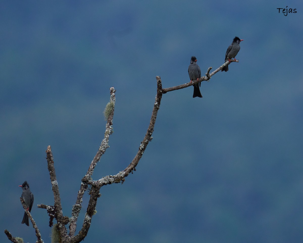 Black Bulbul - tejas k rao