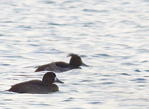 Tufted Duck - ML612380759
