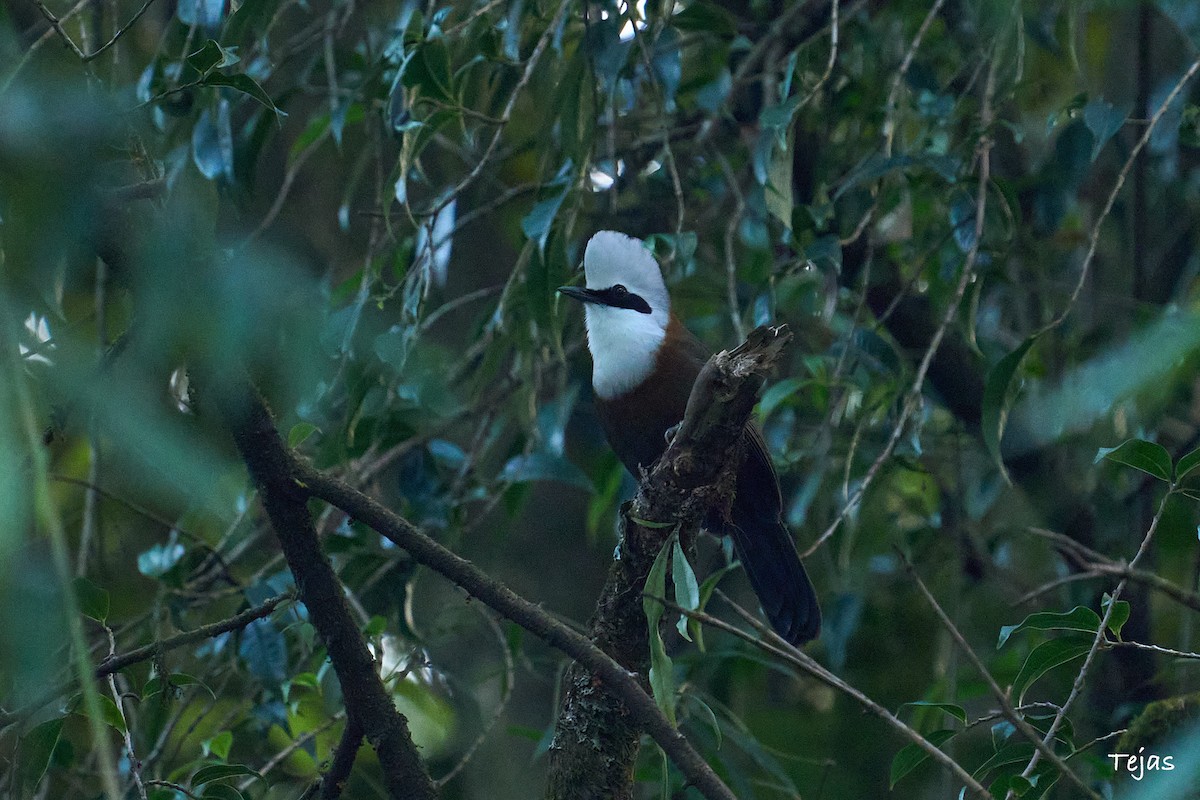 White-crested Laughingthrush - tejas k rao