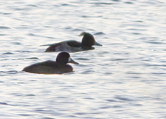 Tufted Duck - ML612380764
