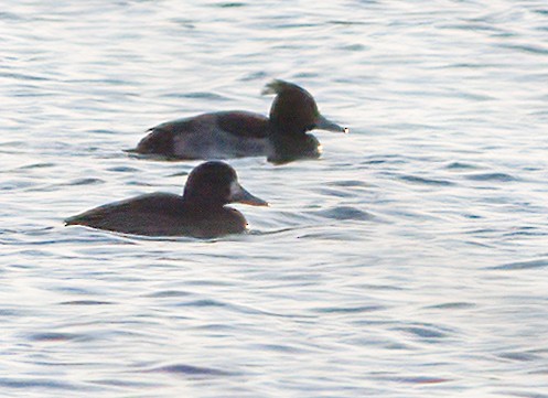 Tufted Duck - ML612380765