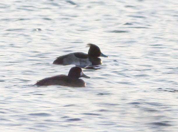 Tufted Duck - ML612380768