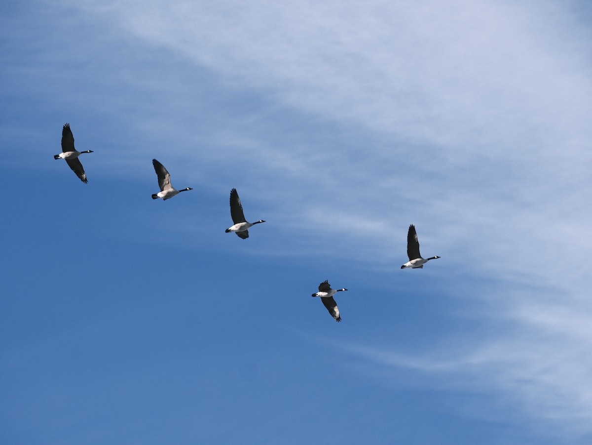 Canada Goose - Matt Wallace